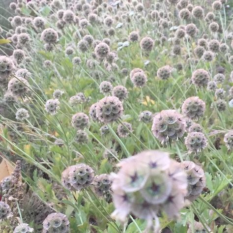 Scabiosa, Starflower | Siskiyou Seeds Flower List, Scabiosa Pods, Interesting Plants, Seed Pod, Flower Cart, Garden Spring, Flower Gardening, Flower Names, Love Garden