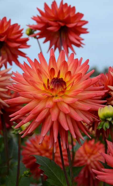 Dahlia Cactus Java Cactus Dahlia, Flower Board, Dahlia Flower, Orange Flowers, Cut Flowers, Beautiful Wallpapers, Dahlia, Flower Power, Garden Plants