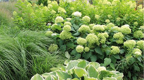 Obsession: Panicle hydrangea. No fuss, sun-loving, long-blooming. What’s not to love? | Grow Beautifully Hardy Hydrangea, Annabelle Hydrangea, Hydrangea Landscaping, Perennial Gardens, Hydrangea Varieties, Garden Escape, Hydrangea Arborescens, Panicle Hydrangea, Limelight Hydrangea