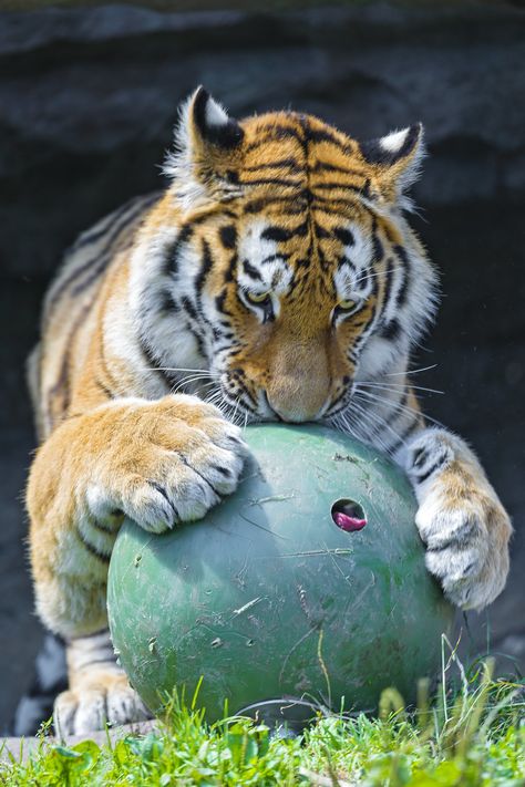 Attacking the ball II by Tambako the Jaguar. Found using 'Gallery for Flickr' on iPad. https://apps.apple.com/in/app/galleryr-pro-for-flickr/id525519823 Tiger Playing With Ball, Tiger Drawings, Tiger Paws, Inspo Drawing, Cat References, Animal Inspiration, Tiger Drawing, Tiger Paw, 2022 Year