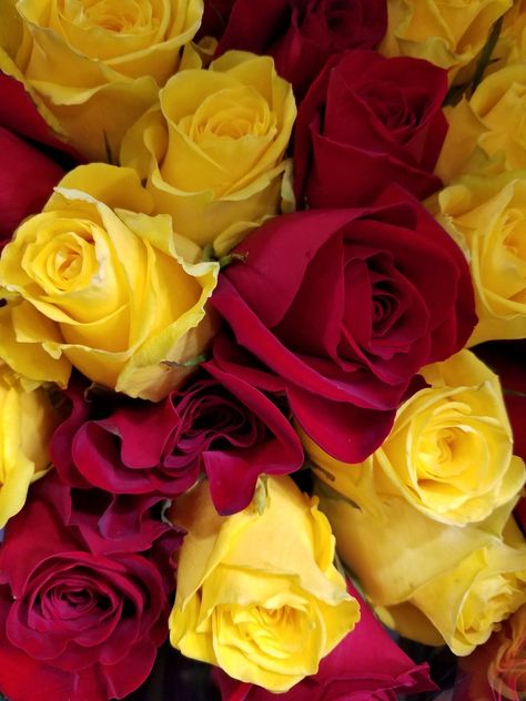 Yellow and red floral Roses Steven Core, Red Yellow Aesthetic, Red And Yellow Aesthetic, Maroon Aesthetic, Graduation Hair, Red And Yellow Roses, Widget Board, Rose Aesthetic, Color Aesthetic