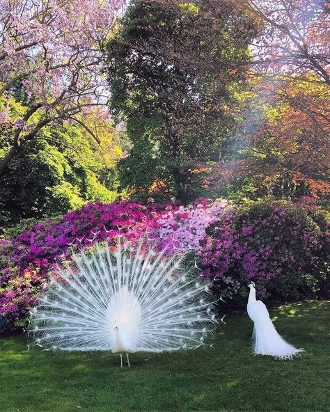 Wedding Collage, White Peacock, Countryside House, Pretty Animals, Fantasy Castle, Nature Aesthetic, Underworld, Dream Garden, Look At Me