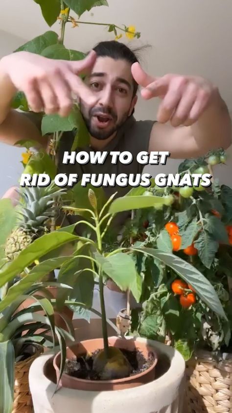 creative_explained on Instagram: DIY Remedy for Fungus Gnats! 🤩🌱 Those annoying little insects will take over your plants, but here’s how you can easily get rid of them..… Get Rid Of Plant Gnats, How To Kill Gnats In House Plants, How To Get Rid Of Gnats In House Plants, Soil Gnats House Plants, Fungus Gnats, Hydrogen Peroxide For Plants Gnats, Killing Gnats, How To Get Rid Of Indoor Plant Gnats, How To Kill Gnats