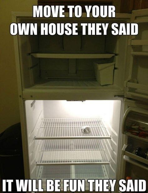 Moving out of your parent's house - For more Fun Stuff follow us at www.facebook.com/MesaMoving Money Humor, Empty Fridge, Friday Pictures, Humor Hilarious, Dump A Day, Friday Humor, No Money, Struggle Is Real, They Said