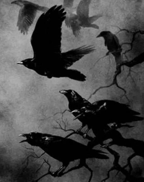 Flock of Ravens Three Crows, Flying In The Sky, Quoth The Raven, Black Birds, Raven Art, Jackdaw, Crows Ravens, The Crow, Arte Obscura