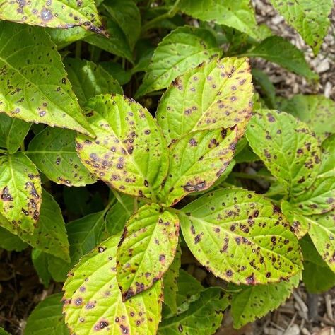 Hydrangea Diseases Leaves, Brown Spots On Hydrangea Leaves, Limelight Hydrangea Care, What To Plant With Hydrangeas Landscapes, Black Spots On Hydrangea Leaves, When To Plant Hydrangeas In Ground, Hydrangea And Hostas Landscaping, Incrediball Hydrangea Landscaping, Limelight Hydrangea Landscaping