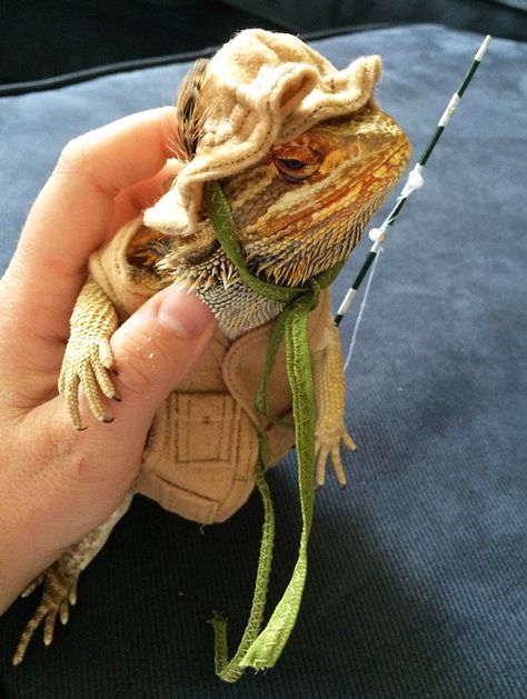 Funny Reptiles, Lizard Enclosure, Fancy Bearded Dragon, Lizard Costume, Bearded Dragon Clothes, Dragon Facts, Fishing Outfit, Funny Lizards, Bearded Dragon Funny