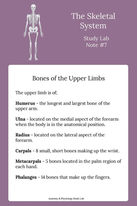 Easy Anatomy, Skeletal System Anatomy Notes, Skeletal System Anatomy, Anatomy Education, Human Skeletal System, Medical Terminology Study, Radiology Student, Exercise Physiology, Study Cards