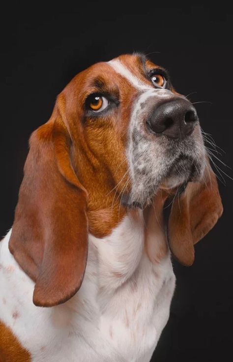 Animal Photo Reference, Dog Reference Photo, Dog Portraits Photography, Dog Portrait Photography, Dog Reference, Pet Portraits Photography, Regard Animal, Dog Portraits Art, Animal Study