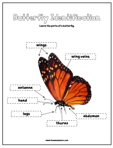 Completely FREE Printable Butterfly Worksheets ideal for preschoolers and kindergarteners all the way up to big kids. These printable PDFs include the butterfly life cycle worksheets, butterfly anatomy worksheets, color by number printables, symmetrical drawings, and good old fashioned butterfly coloring pages. All FREE! Monarch Butterfly Template Free Printable, Anatomy Of A Butterfly, Butterfly Worksheets Preschool, Nz Butterflies, Parts Of Butterfly, Free Butterfly Printables, Butterfly Diagram, Butterfly Body Parts, Parts Of A Butterfly