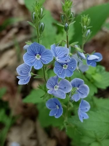 Veronica chamaedrys (germander speedwell, bird's-eye speedwell, cat's eyes) is a herbaceous perennial species of flowering plant in the plantain family Plantaginaceae. (Source: Wikipedia, '', http://en.wikipedia.org/wiki/Veronica_chamaedrys, CC BY-SA 3.0 . Photo: (c) Vasile Stan, all rights reserved, uploaded by Vasile Stan) Germander Speedwell, Veronica Chamaedrys, Photo C, Herbaceous Perennials, Art References, Birds Eye, Perennials, Planting Flowers, Art Reference