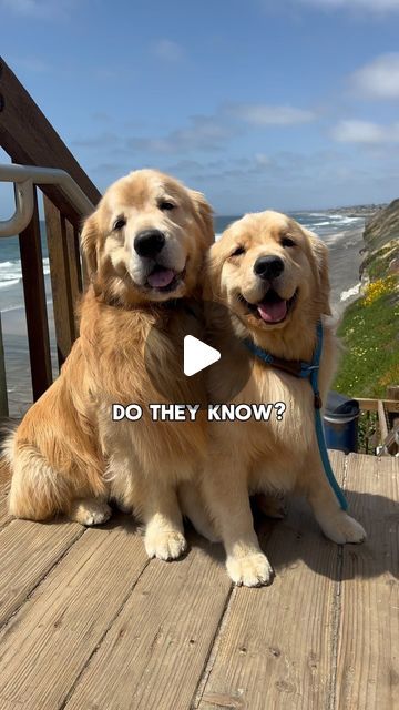 Silly Golden Retriever, Golden Retriever Puppy Videos, Puppy Videos Cutest, Golden Retriever Funny Videos, Funny Golden Retrievers, Dogs And Puppies Videos, Happy Dogs Funny, Really Funny Dog Videos, 1920s Food