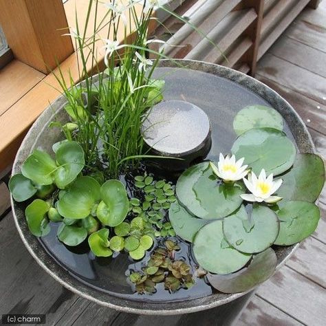 Container Pond, Small Water Gardens, Container Water Gardens, Taman Air, Patio Pond, Indoor Water Garden, نباتات م�نزلية, Water Gardens, Water Features In The Garden