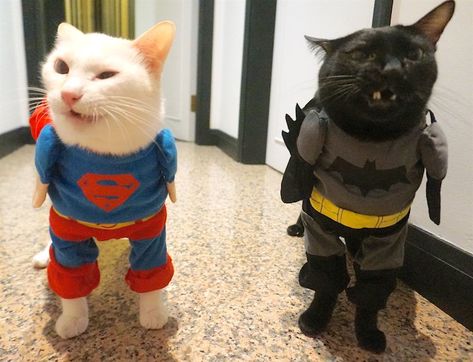 cat-superman-costume-and-batman-costume-for-cat Matching Cat Costumes, Cats With Costumes, Batman Cat Pfp, Cat Batman, Dog Costumes For Halloween, Cute Cat Costumes, Best Dog Costumes, Batman Cat, Kitten Costumes