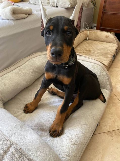 Doberman Tail, Doberman Pinscher Puppies, Doberman Puppies For Sale, Loyal Dog Breeds, Tail And Ears, Black Doberman, Winter Garden Florida, Doberman Pinscher Puppy, Garden Florida