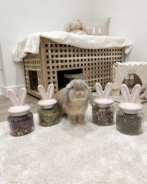 Bonnie and Blossom 🐰♡ on Instagram: "Bonnie with her cute bunny jars 🫶🏼 Full of tasty forage from @darlingbunshop and @cheshirebunnybakes 🌸" Aesthetic Bunny Setup, Bunny Apartment Set Up, Bunny Enrichment, Rabbit Room, Luxury Birthday Gifts, Bunny Room, Bunny Stuff, Bunny Care, Pet Organization