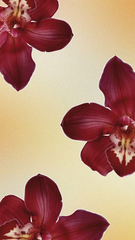 Neutral orchid wall paper Red Orchid Aesthetic, Orchid Wallpaper Aesthetic, Orchid Flower Wallpaper, Divine Feminine Wallpaper, Orchids Wallpaper, Orchid Background, Fun Backgrounds, Orchid Wall, Orchid Wallpaper