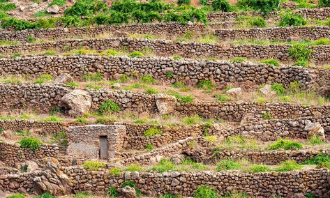 Ancient Farming Techniques, Desert Farming, Ancient Farming, Terrace Farming, Grapevine Growing, Terrace Gardening, Yes Magazine, Mediterranean Climate, Farming Techniques