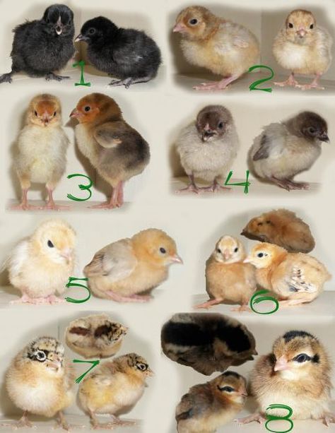 I'll take Chicken Breeds for $1000 Alex! (Photos to guess chicks) | BackYard Chickens - Learn How to Raise Chickens Chickens Photos, Diy Hen House, Chicken Breeds Chart, Chickens Breeds, Suburban Farm, Incubating Chicken Eggs, Chicken Pens, Hen Art, Bantam Chicken Breeds