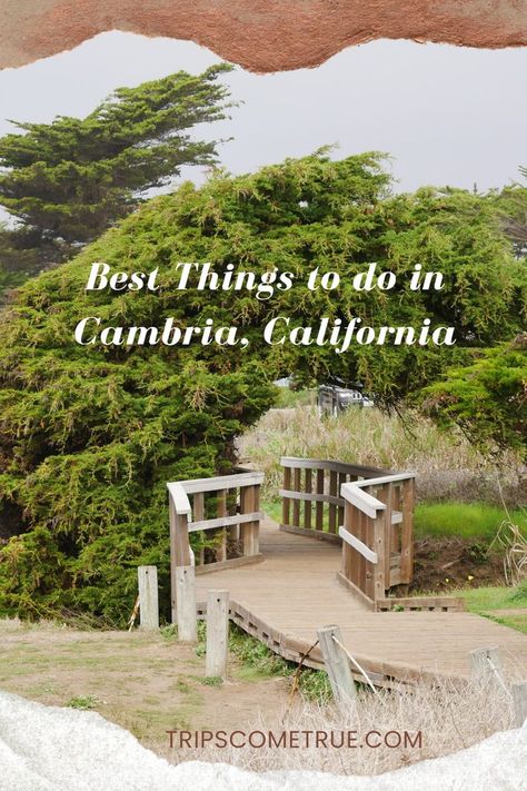 There are many rejuvenating things to do in Cambria, California that will appeal to travelers of all types and particularly nature lovers. Check out this list for incredible sights in Fiscalini Ranch Preserve, Moonstone Beach, Leffingwell Landing, and more. Cambria California, Moonstone Beach, Places In California, Pismo Beach, Central California, California Dreaming, San Luis Obispo, California Travel, Nature Lovers