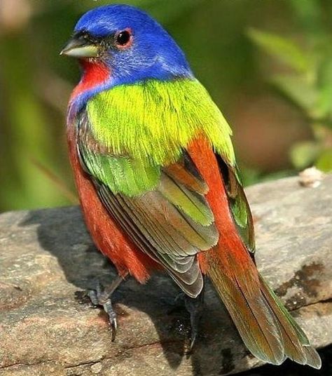 Bunting Bird, Painted Bunting, Hope Is The Thing With Feathers, Amazing Birds, Animal Science, Love Bird, Watercolor Images, Colorful Animals, Tropical Birds