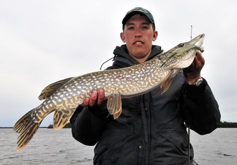 The Best Recipe Ever For Your Northern Ontario Pike | Northern Ontario Travel Northern Pike Recipe, Pike Recipes, Pike Fishing Tips, Pike Fish Recipes, Pike Fish, Northern Pike, Giant Fish, Ontario Travel, Fly Fishing Flies Trout