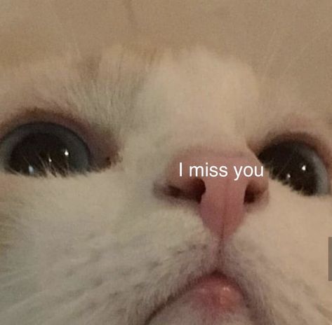 Missing You Memes, Bf Memes, Funny Spanish Memes, Cute Love Memes, Spanish Memes, You Meme, Wholesome Memes, Love Memes, Cute Memes