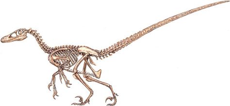 Velociraptor skeleton by Michael Skrepnick Evolution Tattoo, Dinosaur History, Z Tattoo, Lego Jurassic World, Dinosaur Images, Skeleton Tattoos, Temple Art, Extinct Animals, Prehistoric Creatures