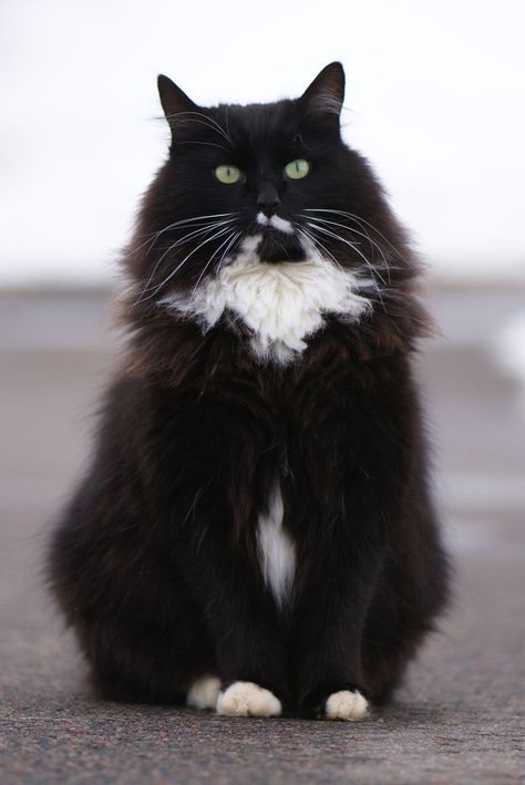 Bicolor Cat, Beauty And Grace, Tuxedo Cats, What Are We, Norwegian Forest, Siberian Cat, Gorgeous Cats, Forest Cat, Norwegian Forest Cat