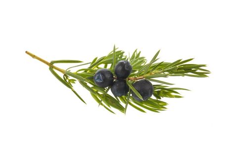 Juniper Branch, Juniper Berries, Banner Designs, Juniper Berry, Branch Design, Christmas 2023, S Tattoo, Banner Design, Fern