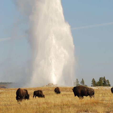 Old Faithful Yellowstone, Old Faithful Geyser, Yellowstone Vacation, Yellowstone Trip, Matka Natura, Yellowstone Park, Mule Deer, Old Faithful, Us National Parks