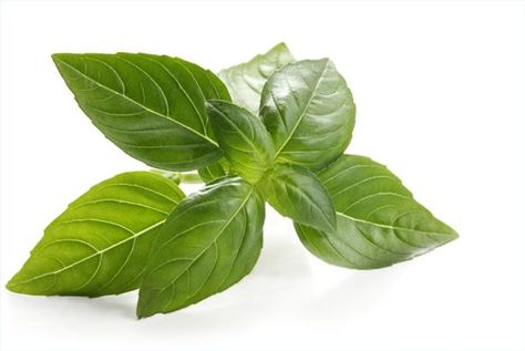 DO NOT STORE FRESH BASIL IN THE FRIDGE. Instead keep it for weeks (with minimal care) at room temperature. Storing Fresh Basil, Storing Basil, Gfcf Recipes, Pizza Margarita, Basil Essential Oil, Beef Pot Roast, Sweet Basil, Healthy Oils, Basil Leaves