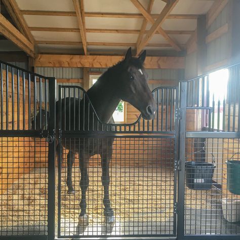 Horse Stall Fronts, Stall Fronts, Hold Your Horses, Horse Stall, Screen Plants, Animals Information, Horse Things, Barn Plans, Stall Designs