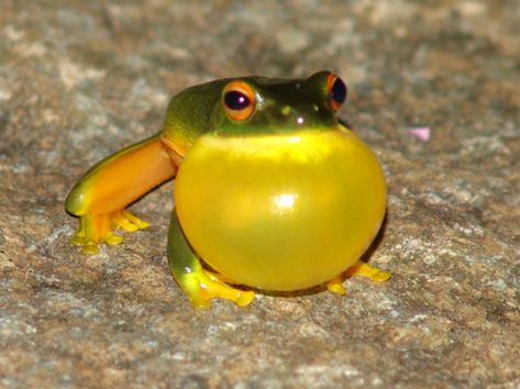 Frog Croaking, Australia Wildlife, Beach Lodge, Amazing Frog, Green Tree Frog, Frog Pictures, Port Douglas, The Ego, Australian Wildlife