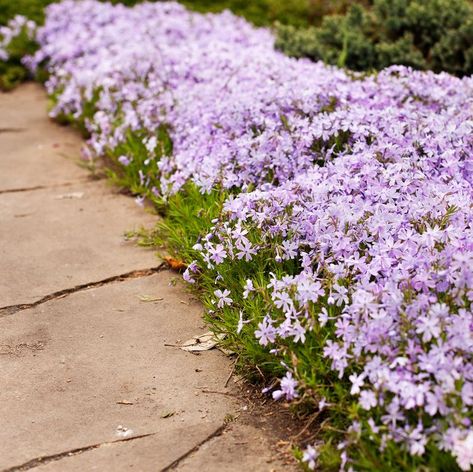 Perennial ground cover blooming plant. Creeping phlox - Phlox subulata or moss phlox on the alpine flowerbed. Selective focus. Plants For Flower Beds, Phlox Ground Cover, Garden Bed Edging Ideas, Bed Edging Ideas, Garden Bed Edging, Cheap Garden Beds, Moss Phlox, Perennial Ground Cover, Edging Plants