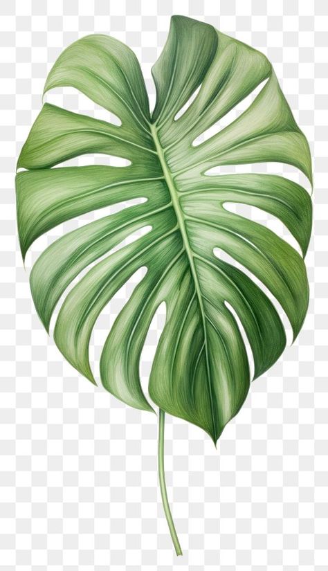 Monstera Leaf Drawing, Jungle Border, Jungle Trees, Sketch Flower, Clay Patterns, Jungle Tree, Jungle Flowers, Graphic Design Quotes, Graphic Design Humor