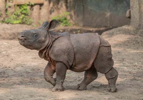 Rhino Baby, Baby Rhino, Baby Gorillas, Names Baby, Zoo Babies, Animal Study, The Buffalo, Cute Creatures, Exciting News