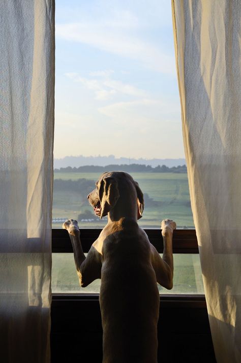 My Dog Bruma Is A Very Special Protagonist In My Photography | Bored Panda Dog Looking Out Window, Brown Cottage, Dog Shots, Video Project, Fulfilled Life, Lovers Day, Dog Books, Looking Out The Window, Window View