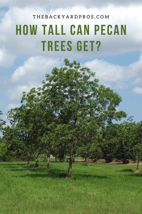 How tall can pecan trees actually grow? The answer might surprise you! 🌲Dive into our height guide that showcases the incredible growth potential of pecan trees, a symbol of resilience and longevity. Discover tips on nurturing these majestic trees, unlocking their true growth potential, and creating a picturesque landscape that's bound to catch everyone's eye. 🌅 Let's delve into the world of pecan trees together and let our curiosity soar high! 🚀 #PecanTreeFacts #GardeningTips Pecan Trees Landscape, Pecan Trees, Picturesque Landscape, Pecan Tree, Tree Growth, Garden Hacks, Tree Seeds, Clay Soil, Buy Plants