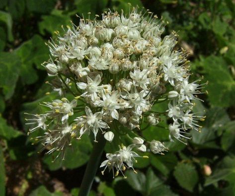 If you plant a sprouted garlic, not only will you get fresh garlic, but you'll get lovely garlic blossoms, too. Growing Chives, Chive Seeds, Chives Plant, Aquaponics Fish, Aquaponics Diy, Hydroponics Diy, Garlic Chives, Butterfly Plants, Hydroponic Plants