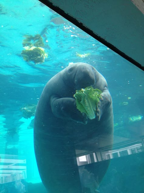 Manatee Aesthetic, Manatee Wallpaper, Sea Cow, Manatees, Beautiful Sea Creatures, Pretty Animals, Like Animals, Silly Animals, Marine Biology