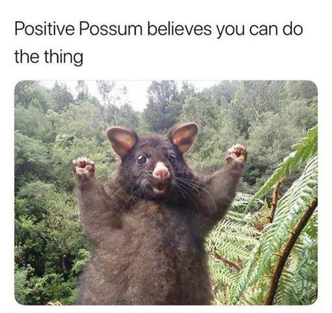 Positive Possum believes you can do the thing! Positive Possum, Happy Memes, Positive Memes, Best Funny Photos, Wholesome Memes, Picture Captions, Funny Animal Pictures, An Animal, Animal Memes