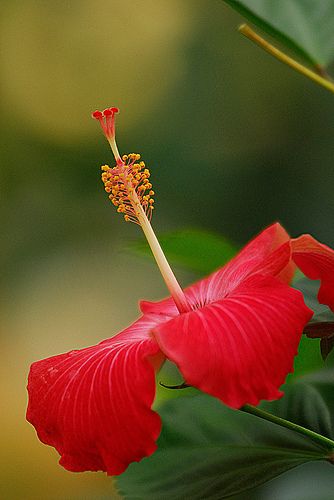 Dominican Republic Sosua, Macro Flower, Unusual Flowers, Rare Flowers, Caribbean Islands, Exotic Flowers, Tropical Garden, Hibiscus Flowers, Flowers Nature