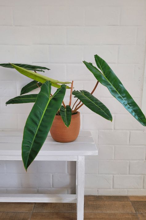 Philodendron Billietiae, Orchid Bark, Philodendron Plant, Plant Diseases, Houseplants Indoor, Peat Moss, Plant Cuttings, Plant Collection, Plant Mom