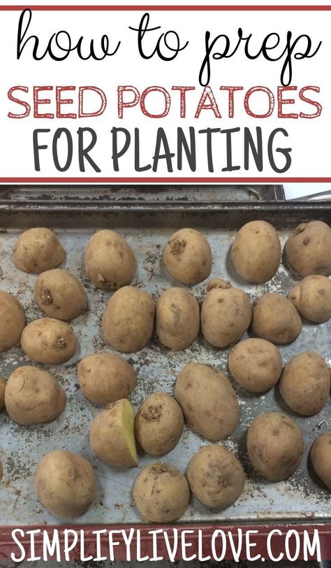 Planting Seed Potatoes, Suburban Homesteading, Potato Harvest, Container Potatoes, Seed Potatoes, Potato Gardening, Kitchen Gardening, Organic Gardening Pest Control, Stock Your Pantry