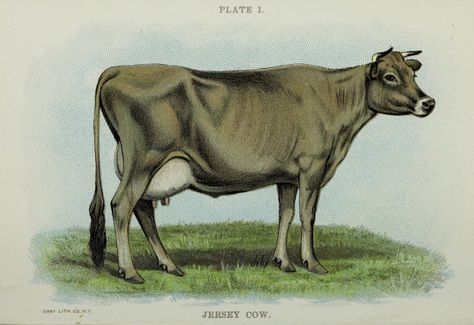 https://flic.kr/p/2fgNomr | n27_w1150 | Biggle cow book :. Philadelphia :W. Atkinson,1898, c1897.. biodiversitylibrary.org/page/54346762 Swift Fox, Hereford Cows, Cow Pasture, Sheep Illustration, Moth Illustration, Cow Illustration, Mouse Illustration, Vintage Animals, Jersey Cow