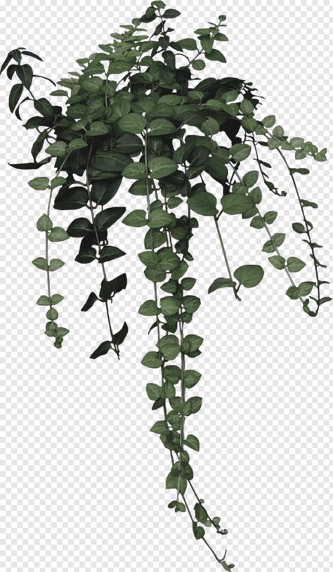 Plant Png Aesthetic, Plant Carrd Png, Plants Png Aesthetic, Zen Hotel, Plants Photoshop, Plant Png Icon, Leaf Png Aesthetic, Png Plants, Devils Ivy