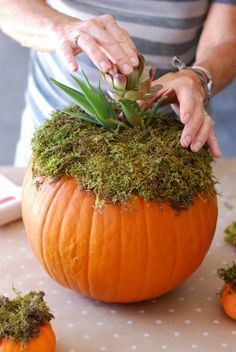 #DIY: Pumpkin Succulent Harvest Decoration {simplyhappenstance.com} Thanksgiving Pumpkin Decorating, Pumkin Decoration, Succulent Pumpkin, Succulent Ideas, Pumpkin Vase, Pumpkin Arrangements, Pumpkin Wedding, Beautiful Pumpkins, Succulent Centerpieces