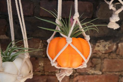 Macrame pumpkin plant hangers for fall #macramediy #macramehanger #pumpkindiy #pumpkindecor #halloweendiy #halloweencraft #easydiy #halloweendecor #macramedecor #macrameplanter Halloween Macrame Plant Hanger, Macrame Pumpkin Hanger, Macrame Pumpkin, Pumpkin Plant, Planting Pumpkins, Fake Pumpkins, Plastic Pumpkins, Foam Pumpkins, Macrame Plant Holder