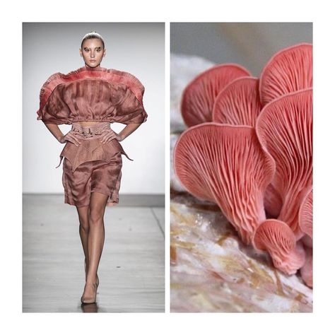 @fashion.biologique added a photo to their Instagram account: “Pink Oyster mushrooms are one of the few carnivorous mushrooms. The mycelia of oyster mushrooms…” Mushroom Fashion, Herbarium Art, Modeling Outfits, Oyster Mushroom, Clothing Wardrobe, Oyster Mushrooms, High Fashion Runway, Inspiration From Nature, Fashion Nature